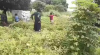 African Woman Got Her Arm Ripped Off By Croc