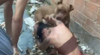 Footage Of A Fighting Dog Attacking A Young Woman