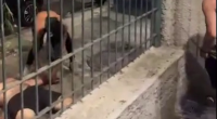 Dude Stomped To Death
