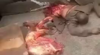African Dude Ripped Apart