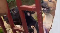 Dude Made A Tragic Mistake When He Decided To Climb Over This Particular Fence