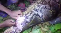 A 7 Meter Python Swallowed A Man