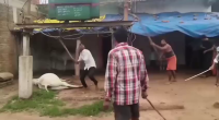 😁The Cow Died From Electric Shock. Local Men Punish Her Killer