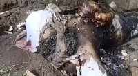 Body Of Criminal Was Dug Up, Beheaded & Burnt By Rival Gang Member's