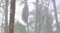 Woman Burned To Death In Forest Fire