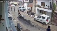The Bull Injured Several People, An Elderly Man Died From His Wounds