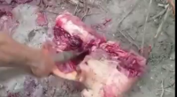 Bloody Brazilian Butchers