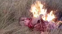 Zimbabwe Businessman Wicknell Chivayo Killed In Helicopter Crash
